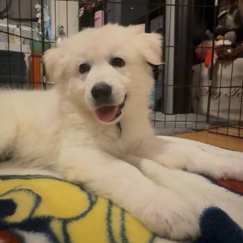 Venice -  German Shepherd Dog and Mixed Breed Dog for Adoption in New York, New York - Venice | PetCurious