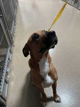 Rescue Boxer and Mixed Breed Dogs for Adoption in Lewisville, Texas - Squash | PetCurious