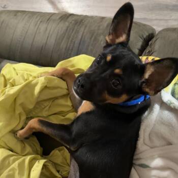 Roxy -  Mixed Breed Dog for Adoption in Columbus, Georgia - Roxy | PetCurious