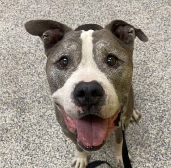 Tata -  Pit Bull Terrier Dog for Adoption in Golden, Colorado - Tata | PetCurious