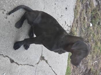 Rescue Great Dane Dogs for Adoption - Junebug | PetCurious