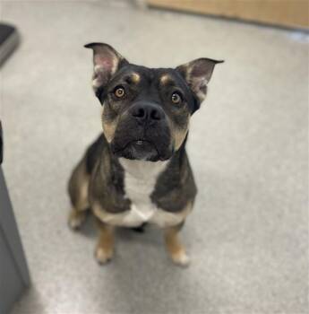 Pit Bull Terrier and German Shepherd Dog Dogs Available for Adoption in Loveland, Colorado - MOONIE | PetCurious