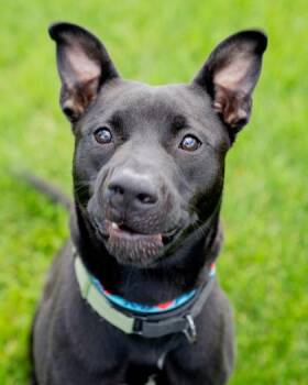 Nox -  Pit Bull Terrier and Mixed Breed Dog for Adoption in Pequot Lakes, Minnesota - Nox | PetCurious