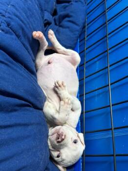 Spiderman -  Pit Bull Terrier Dog for Adoption in Charlotte, Michigan - Spiderman | PetCurious