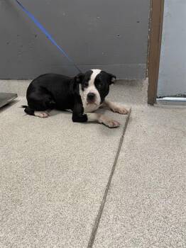 TRUFFLES -  Pit Bull Terrier Dog for Adoption in Tallahassee, Florida - TRUFFLES | PetCurious