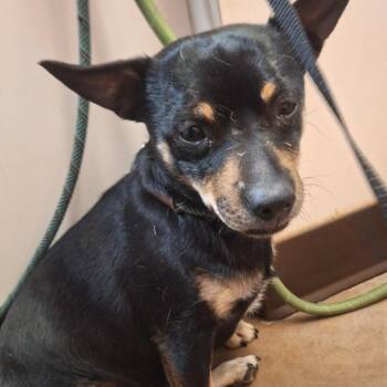 Happy -  Chihuahua and Dachshund Dog for Adoption in Flagstaff, Arizona - Happy | PetCurious