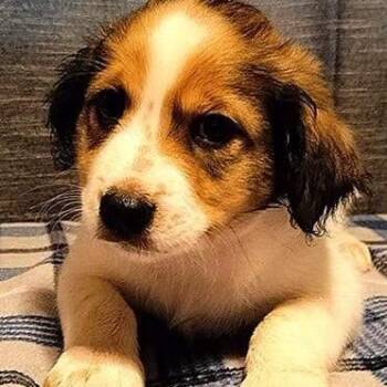 Virgil -  Mixed Breed Dog for Adoption in Boone, Iowa - Virgil | PetCurious