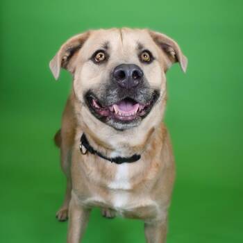 Kenny -  Shepherd and Mixed Breed Dog for Adoption in West Palm Beach, Florida - Kenny | PetCurious