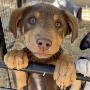 Rescue Mixed Breed Dogs for Adoption in Moab, Utah - Tiramisu | PetCurious