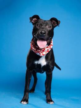 Mixed Breed Dogs Available for Adoption in Atlanta, Georgia - Jesse Jackson | PetCurious