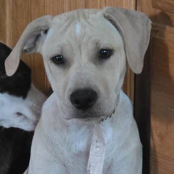 Indy -  Hound and Mixed Breed Dog for Adoption in Grinnell, Iowa - Indy | PetCurious