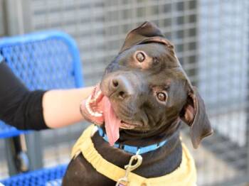 Lavender -  Mixed Breed Dog for Adoption - Lavender | PetCurious