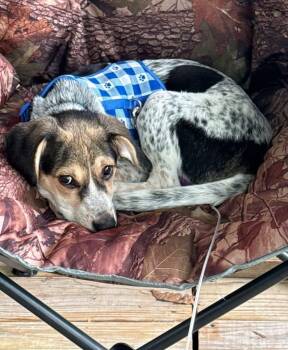 Cecil -  Beagle Dog for Adoption in Newport, Kentucky - Cecil | PetCurious