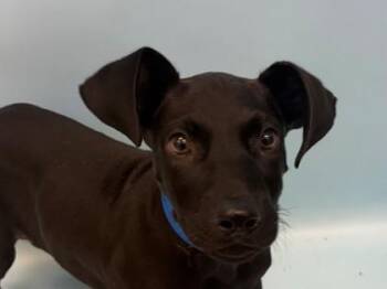 Construct -  Labrador Retriever and Mixed Breed Dog for Adoption in Woodbury, Minnesota - Construct | PetCurious
