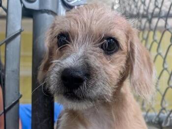 GLUE STICK -  Terrier Dog for Adoption in Palo Alto, California - GLUE STICK | PetCurious