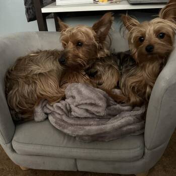 Waffles -  Yorkshire Terrier Dog for Adoption in Lakeland, Florida - Waffles | PetCurious