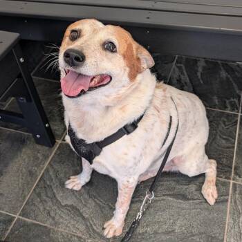 Sheila -  Jack Russell Terrier and Mixed Breed Dog for Adoption in Clearwater, Florida - Sheila | PetCurious