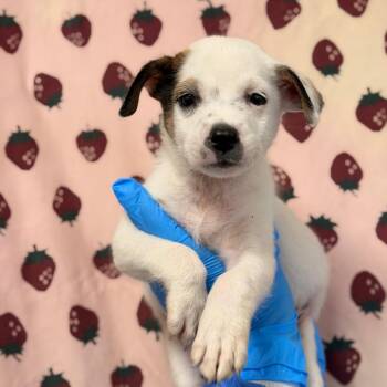 Maisy -  Great Pyrenees and Mixed Breed Dog for Adoption in San Antonio, Texas - Maisy | PetCurious