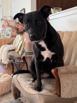 Lucy -  Labrador Retriever Dog for Adoption in Brookings, Oregon - Lucy | PetCurious