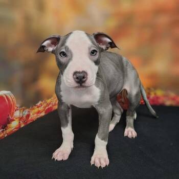Laney -  Pit Bull Terrier and Mixed Breed Dog for Adoption in Griswold, Connecticut - Laney | PetCurious