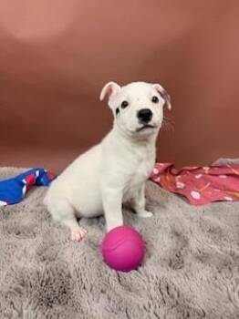 Basenji and Australian Shepherd Dogs Available for Adoption - Ranger | PetCurious