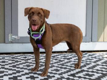 Latte -  Mixed Breed Dog for Adoption in Savage, Minnesota - Latte | PetCurious