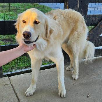 Boo Bear -  Golden Retriever and Great Pyrenees Dog for Adoption in Louisville, Kentucky - Boo Bear | PetCurious