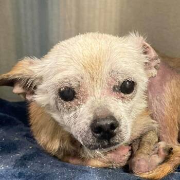 Meatloaf -  Mixed Breed Dog for Adoption in New York, New York - Meatloaf | PetCurious