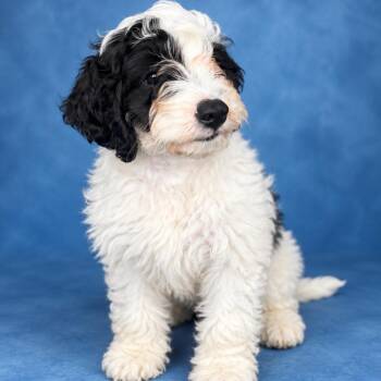 Jax -  Cavalier King Charles Spaniel and Miniature Poodle Dog for Adoption in Medford Lakes, New Jersey - Jax | PetCurious