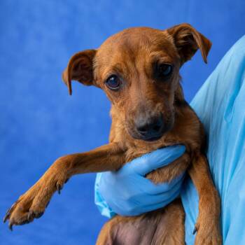 Izzie -  Spaniel and Chihuahua Dog for Adoption in Fresno, California - Izzie | PetCurious
