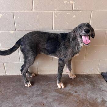 CT Spartan -  Great Dane and Irish Wolfhound Dog for Adoption in Stormville, New York - CT Spartan | PetCurious