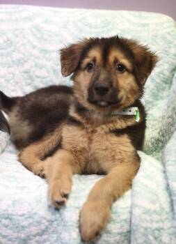 Emerald in NH. Come Meet our Adoptable Dogs Wednesday-Saturday.  -  Shepherd Dog for Adoption in Manchester, New Hampshire - Emerald In NH. Come Meet Our Adoptable Dogs Wednesday-Saturday.  | PetCurious
