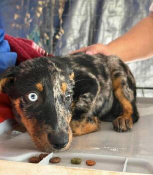 Australian Cattle Dog Blue Heeler Dogs Available for Adoption in Gainesville, Virginia - Pebbles | PetCurious