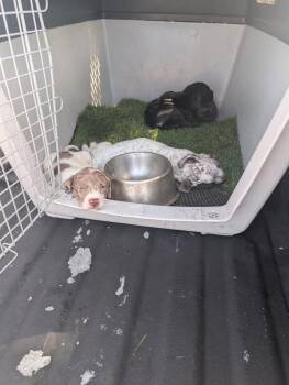 Tutti Fruity -  American Bulldog Dog for Adoption in Lakeland, Florida - Tutti Fruity | PetCurious
