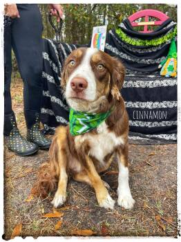 Australian Shepherd Dogs Available for Adoption - Cinnamon | PetCurious