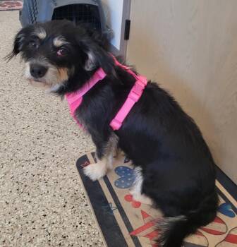 Elvira -  Terrier Dog for Adoption in Grand Rapids, Minnesota - Elvira | PetCurious