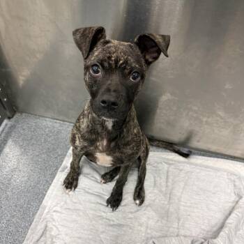 Lubec -  Chihuahua Dog for Adoption in New York, New York - Lubec | PetCurious
