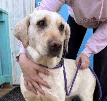 Labrador Retriever Dogs Available for Adoption - Winfrey | PetCurious