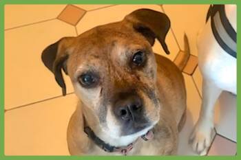Rescue Boxer and Pit Bull Terrier Dogs for Adoption in Amherst, Massachusetts - Maya | PetCurious