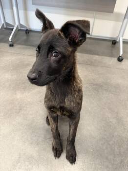 Larry - Located in GA -  Dutch Shepherd Dog for Adoption in Imlay City, Michigan - Larry - Located In GA | PetCurious