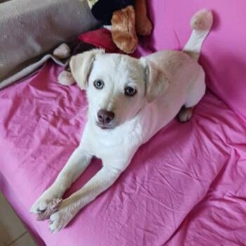 Chihuahua and Terrier Dogs Available for Adoption in Bloomfield, Connecticut - Chance | PetCurious