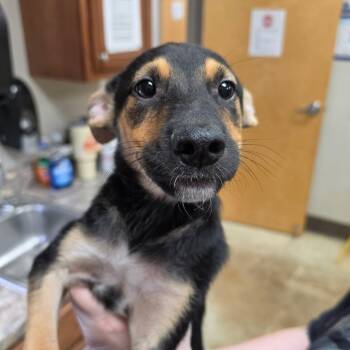 Caesar - 071801U -  Shepherd and Mixed Breed Dog for Adoption in Tupelo, Mississippi - Caesar - 071801U | PetCurious
