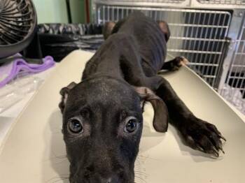 RICKY -  American Staffordshire Terrier and Mixed Breed Dog for Adoption in Grand Prairie, Texas - RICKY | PetCurious