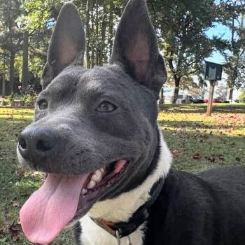 Rescue Australian Kelpie and Mixed Breed Dogs for Adoption in Pass Christian, Mississippi - Boris | PetCurious