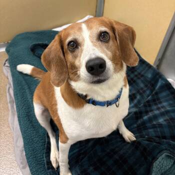 Bailey -  Hound Dog for Adoption in Eatontown, New Jersey - Bailey | PetCurious
