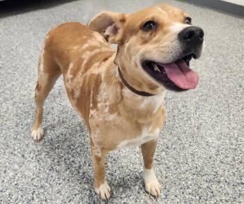 Cattle Dog and Husky Dogs Available for Adoption in Athens, Alabama - GILLY | PetCurious