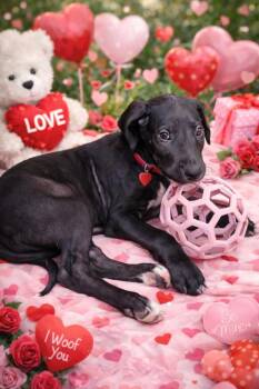 Great Dane Dogs Available for Adoption - Mr. Beans | PetCurious