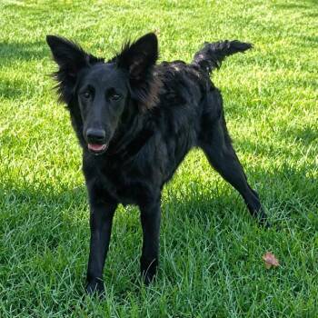 Chai -  Mixed Breed and German Shepherd Dog Dog for Adoption in Wichita, Kansas - Chai | PetCurious