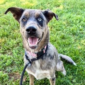 Mixed Breed Dogs Available for Adoption in Saint Joseph, Missouri - Nancy P4P | PetCurious