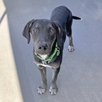 Rocky -  Mixed Breed Dog for Adoption in Hailey, Idaho - Rocky | PetCurious